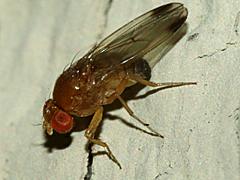 Spotted-wing Drosophila